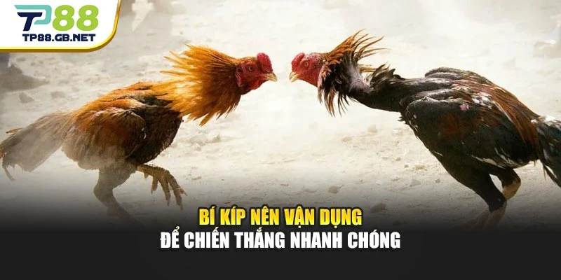 Đá Gà Campuchia TP88 | Kinh Nghiệm Chọn Chiến Kê Dễ Thắng