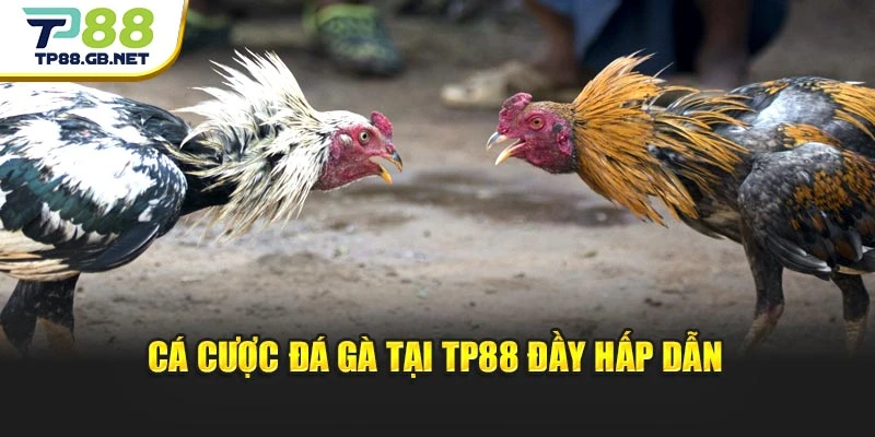 Đá Gà Campuchia TP88 | Kinh Nghiệm Chọn Chiến Kê Dễ Thắng