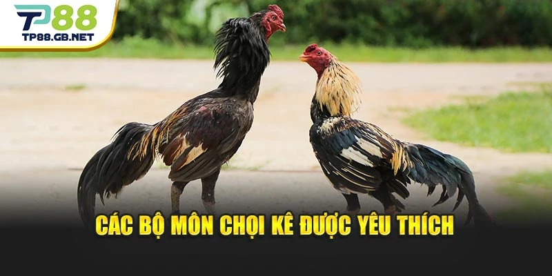 Đá Gà Trực Tiếp TP88 | Cập Nhật Trận Đấu Và Diễn Biến Mới Nhất