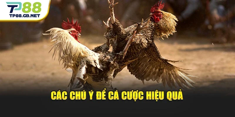 Đá Gà Cựa Sắt TP88 | Khám Phá Hình Thức Thi Đấu Đặc Sắc
