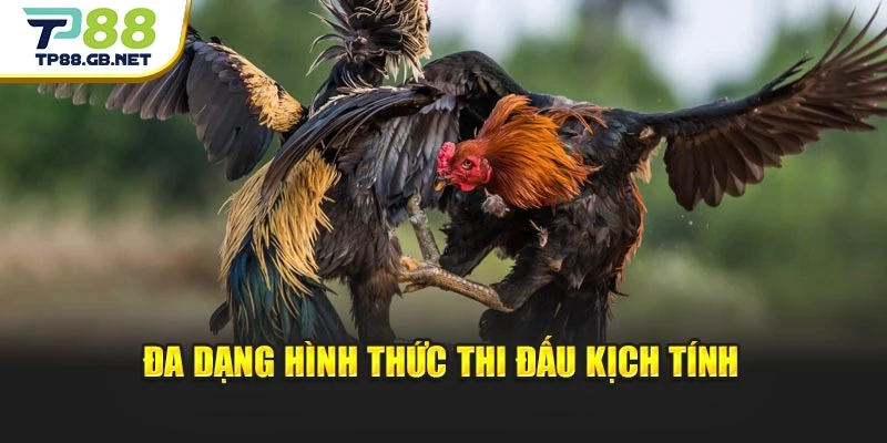Đá Gà Thomo TP88 | Theo Dõi Những Màn So Tài Đặc Sắc
