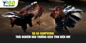 Đá Gà TP88 | Trải Nghiệm Trực Tiếp, Cập Nhật Kèo Đấu Nhanh Chóng