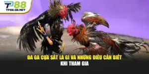 Đá Gà TP88 | Trải Nghiệm Trực Tiếp, Cập Nhật Kèo Đấu Nhanh Chóng