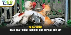 Đá Gà TP88 | Trải Nghiệm Trực Tiếp, Cập Nhật Kèo Đấu Nhanh Chóng