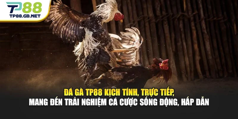 TP88 ✅ Trang Chủ TP88.com | Link Đăng Nhập Mới Nhất 2026