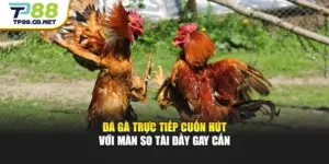 Đá Gà TP88 | Trải Nghiệm Trực Tiếp, Cập Nhật Kèo Đấu Nhanh Chóng