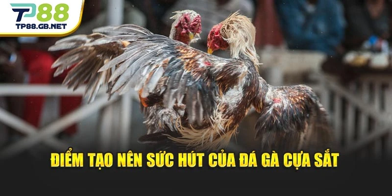 Đá Gà Cựa Sắt TP88 | Khám Phá Hình Thức Thi Đấu Đặc Sắc