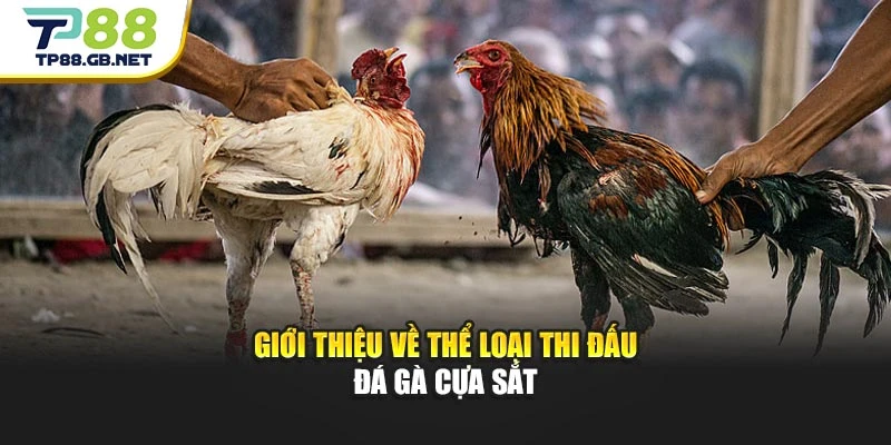 Đá Gà Cựa Sắt TP88 | Khám Phá Hình Thức Thi Đấu Đặc Sắc