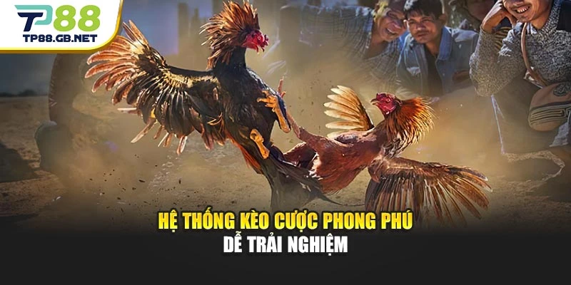 Đá Gà Thomo TP88 | Theo Dõi Những Màn So Tài Đặc Sắc