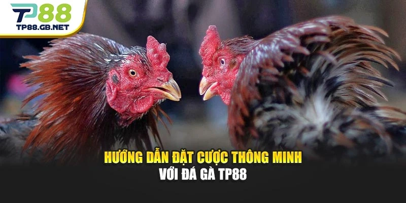 Đá Gà TP88 | Trải Nghiệm Trực Tiếp, Cập Nhật Kèo Đấu Nhanh Chóng
