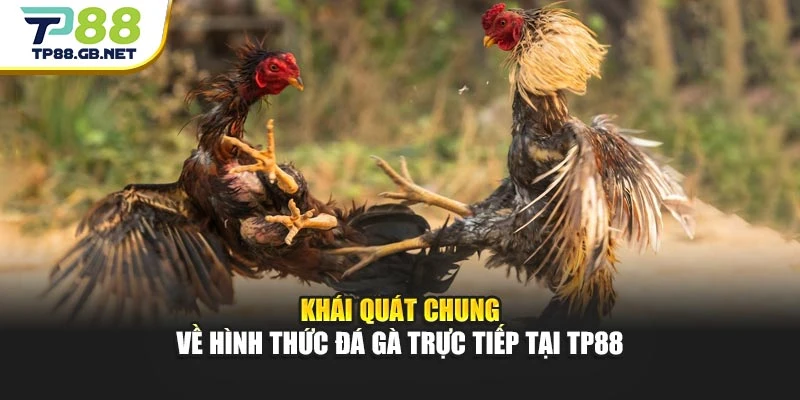 Đá Gà Trực Tiếp TP88 | Cập Nhật Trận Đấu Và Diễn Biến Mới Nhất