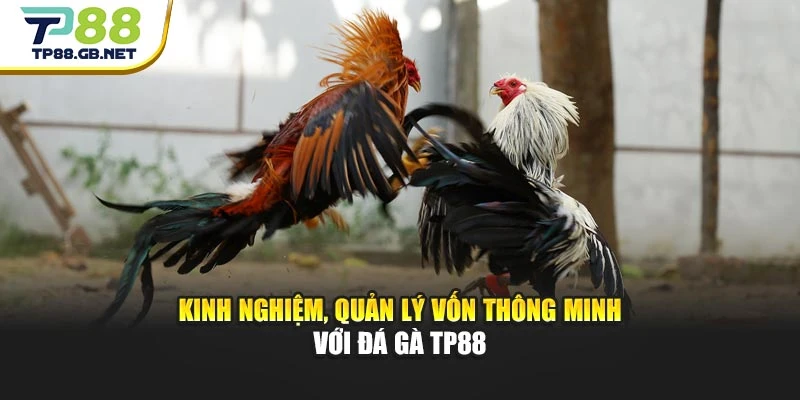 Đá Gà TP88 | Trải Nghiệm Trực Tiếp, Cập Nhật Kèo Đấu Nhanh Chóng