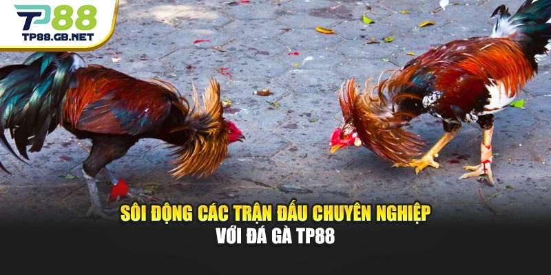 Đá Gà TP88 | Trải Nghiệm Trực Tiếp, Cập Nhật Kèo Đấu Nhanh Chóng