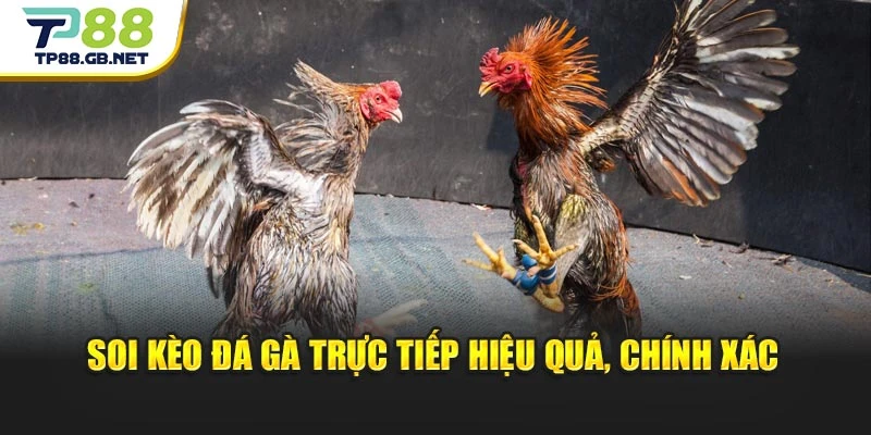 Đá Gà Trực Tiếp TP88 | Cập Nhật Trận Đấu Và Diễn Biến Mới Nhất