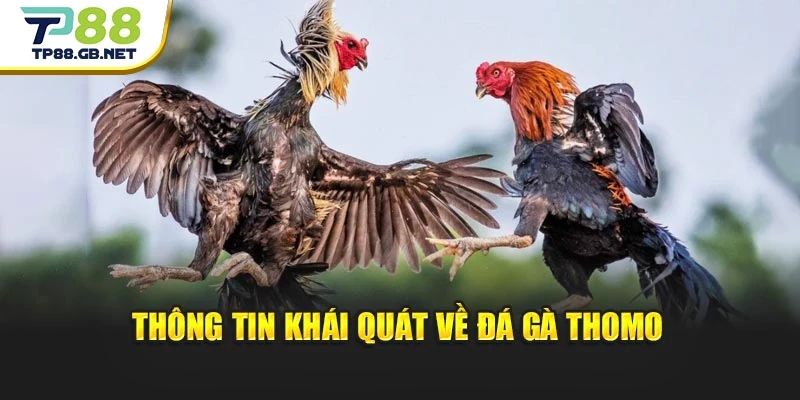 Đá Gà Thomo TP88 | Theo Dõi Những Màn So Tài Đặc Sắc