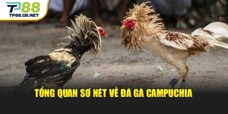 Đá Gà Campuchia TP88 | Kinh Nghiệm Chọn Chiến Kê Dễ Thắng