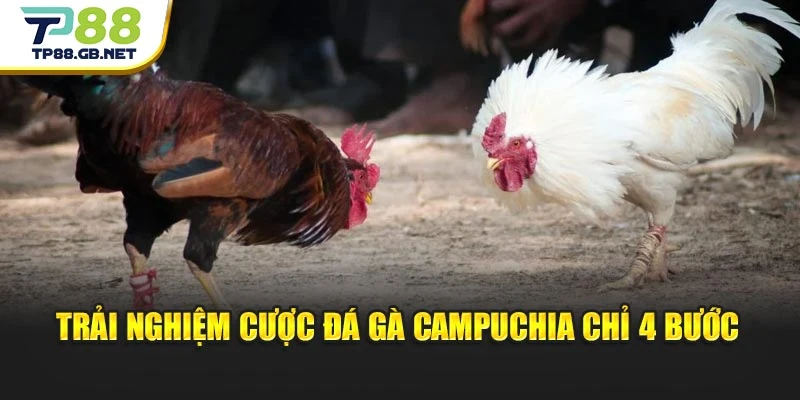 Đá Gà Campuchia TP88 | Kinh Nghiệm Chọn Chiến Kê Dễ Thắng