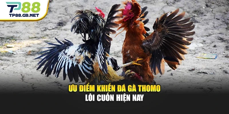 Đá Gà Thomo TP88 | Theo Dõi Những Màn So Tài Đặc Sắc