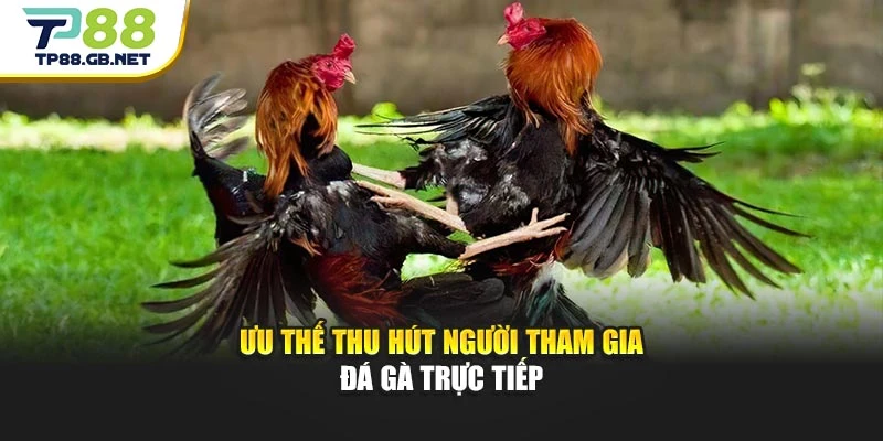 Đá Gà Trực Tiếp TP88 | Cập Nhật Trận Đấu Và Diễn Biến Mới Nhất
