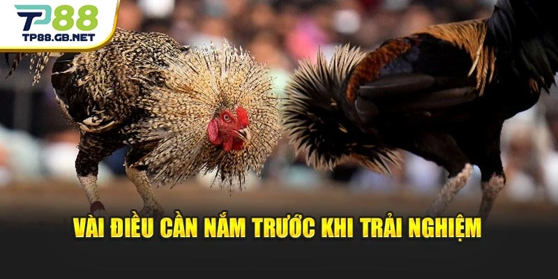 Đá Gà Cựa Sắt TP88 | Khám Phá Hình Thức Thi Đấu Đặc Sắc