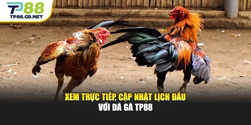 Đá Gà TP88 | Trải Nghiệm Trực Tiếp, Cập Nhật Kèo Đấu Nhanh Chóng